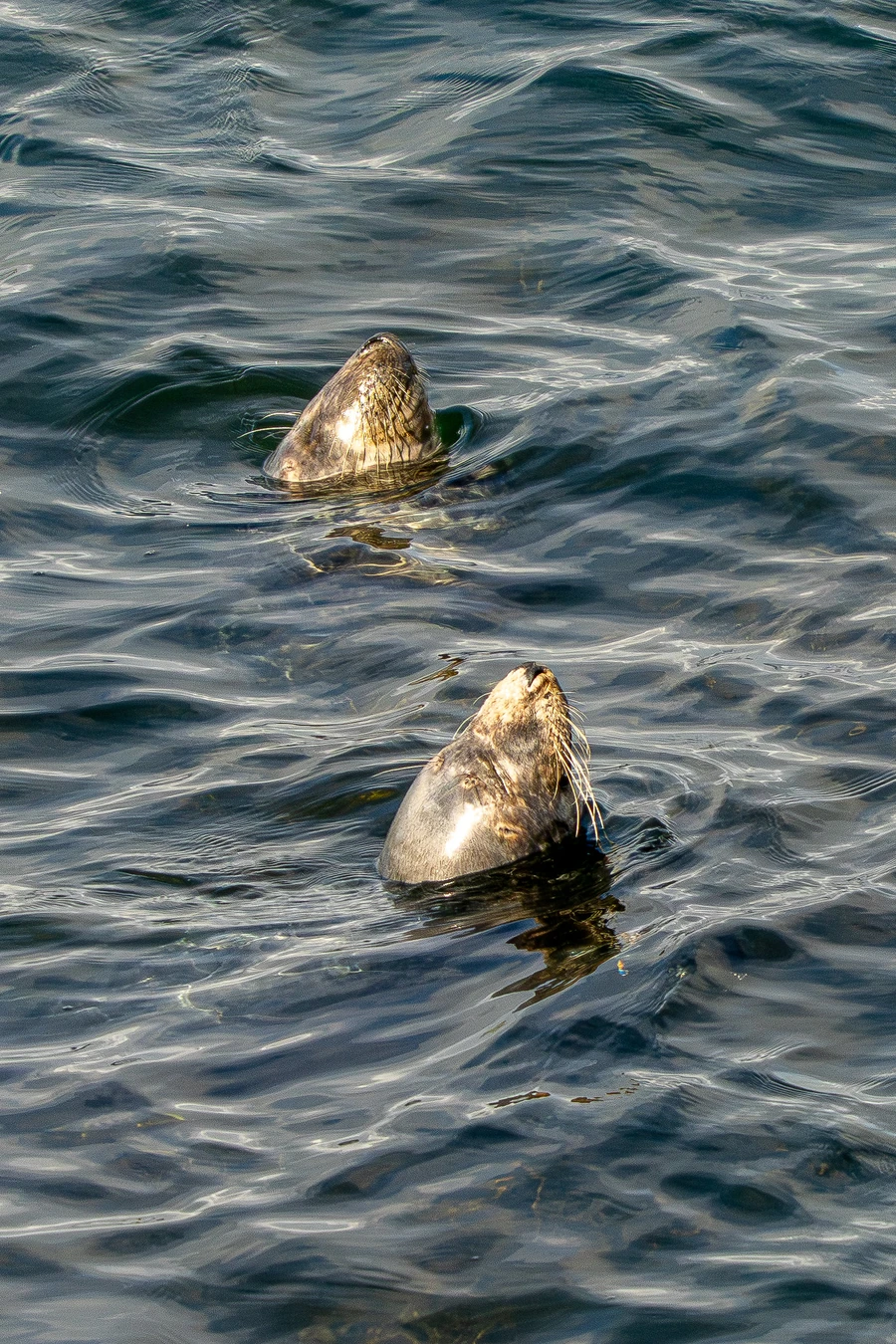 Seals